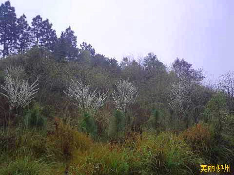 雨中徒步枫木水库