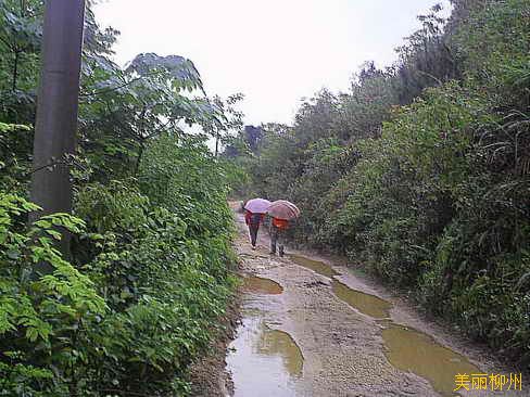 柳州周边：雨中再徒枫木水库