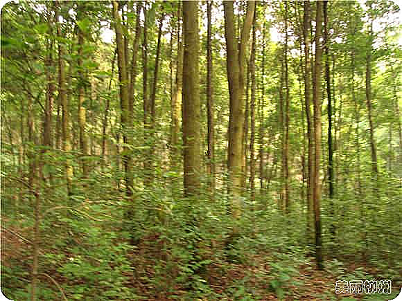 柳州周边游：古木坳山林徒步记