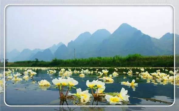 在百寿观赏中国特有环保植物：海菜花