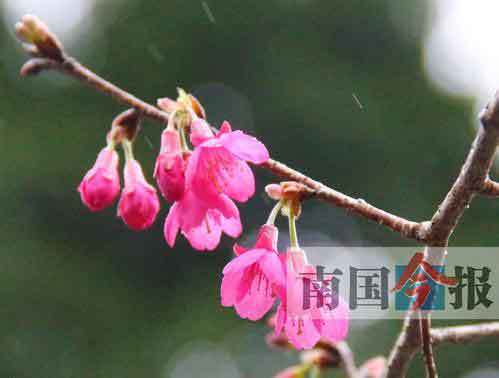 柳州周边游：河东公园、柳侯公园、都乐公园均可观赏樱花
