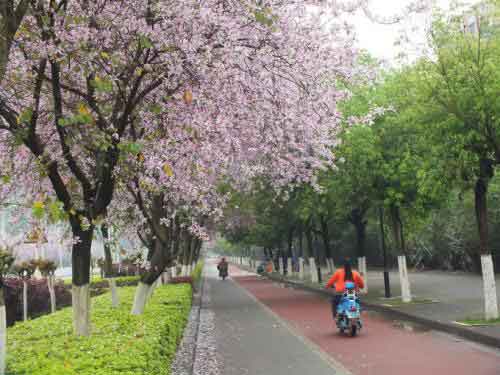 柳州将举办紫荆花主题活动