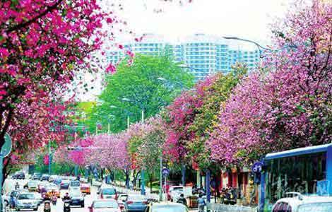 柳州将举办紫荆花主题活动