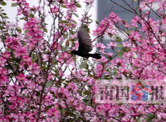 柳州林业部门“蹭热点” 呼吁市民爱鸟护鸟保环境