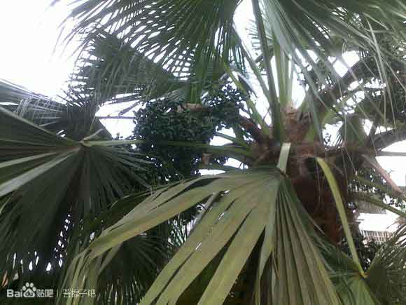 在柳州常见的几种棕榈树对应的菩提子