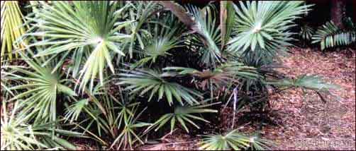 在柳州常见的几种棕榈树对应的菩提子