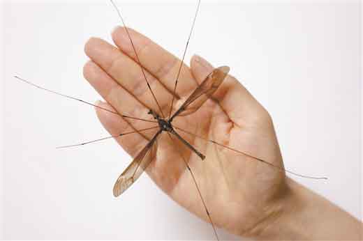 世界上最大蚊子  “巨无霸”翅展11厘米