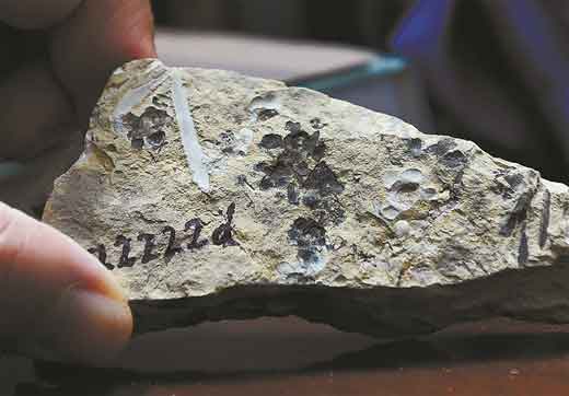 科学家发现世界最古老的花朵化石 这朵“南京花”开了1.74亿年
