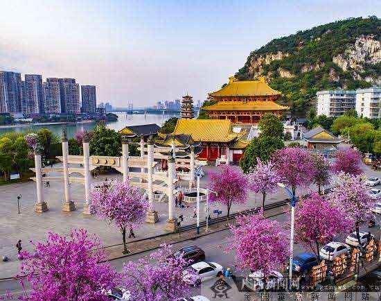 柳州加快打造 “紫荆花城”城市名片