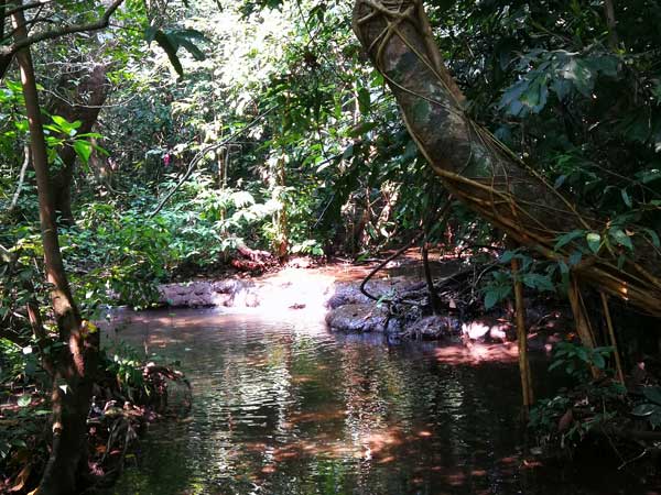 柳州周边游：漫步在天然水上森林
