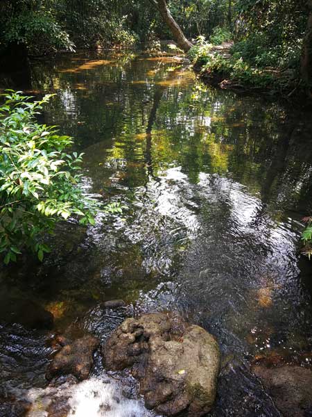 柳州周边游：漫步在天然水上森林