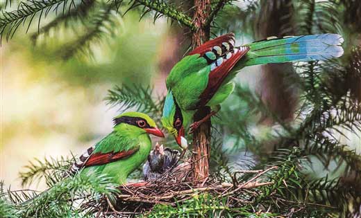 龙州首次发现国家二级保护动物蓝绿鹊
