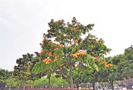 柳州人民广场的无忧花将进入盛花期 又一波“橙黄色浪漫”来袭