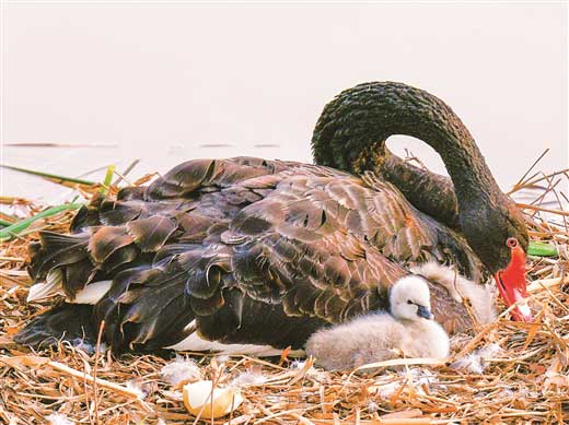 广西师范大学饲养的成年黑天鹅首次孵化成功